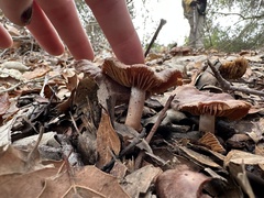 Cortinarius ohlone