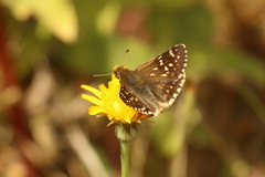 Butleria elwesi
