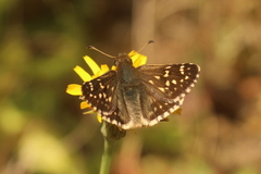 Butleria elwesi