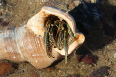 Clibanarius taeniatus