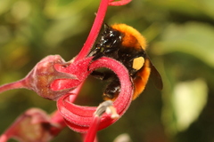 Bombus dahlbomii