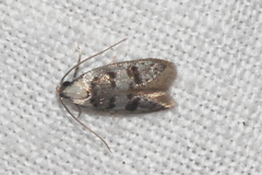 Scatochresis innumera