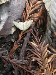 Hydriomena nubilofasciata