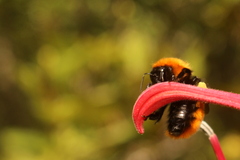 Bombus dahlbomii