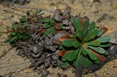 Limonium pyramidatum