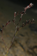Limonium pyramidatum