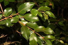 Rhamnus diffusa