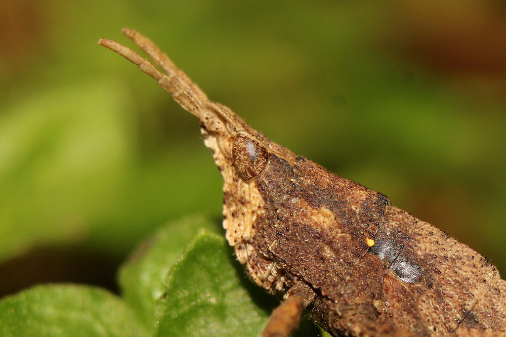 Tristiridae