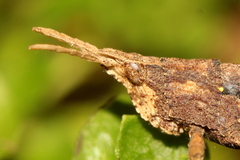 Tropidostethus angusticollis