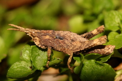 Tropidostethus angusticollis