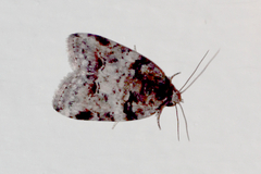 Garella vallata