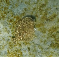 Lepidopsetta bilineata