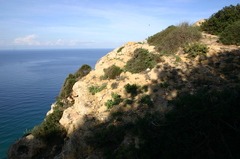 Genista aspalathoides