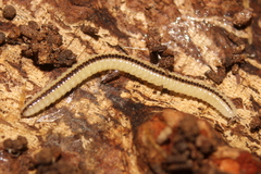 Siphonotus