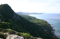 Genista aspalathoides