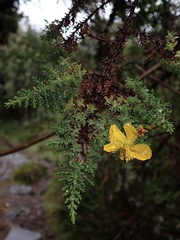 Hypericum laricifolium