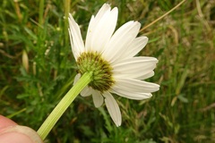 Leucanthemum vulgare