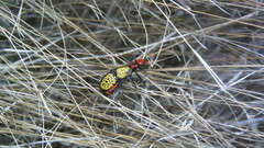 Tegrodera aloga