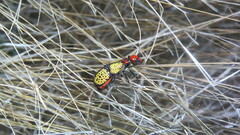 Tegrodera aloga
