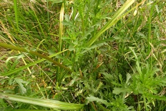 Leucanthemum vulgare