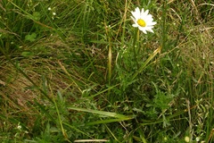 Leucanthemum vulgare