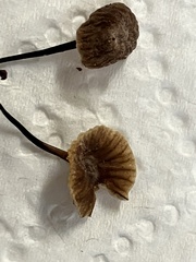 Paragymnopus sequoiae