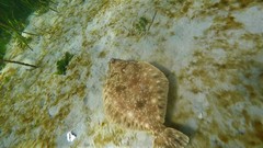 Lepidopsetta bilineata