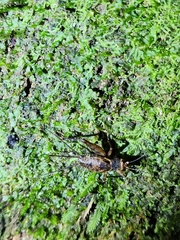 Ubiquepuella