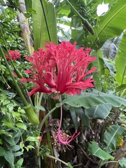 Hibiscus schizopetalus