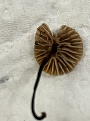 Paragymnopus sequoiae