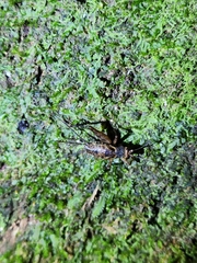 Ubiquepuella