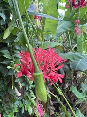 Hibiscus schizopetalus