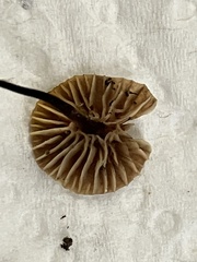 Paragymnopus sequoiae