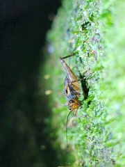 Ubiquepuella