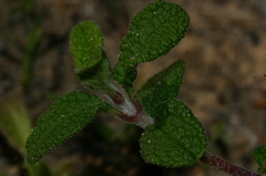 Cistus salviifolius