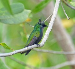 Orthorhyncus cristatus