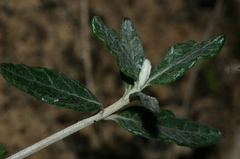 Teucrium fruticans
