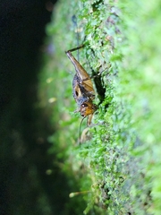 Ubiquepuella
