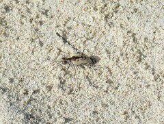 Cylindera suturalis