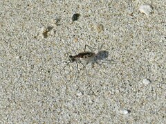 Cylindera suturalis