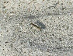 Cylindera suturalis