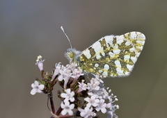 Euchloe ausonia