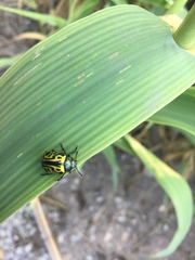 Calligrapha mexicana