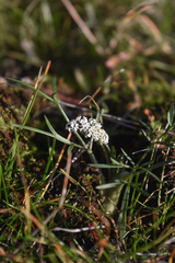 Lomatium gormanii