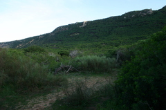 Retama raetam bovei