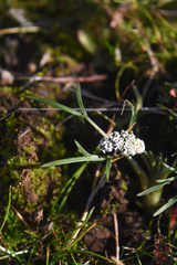 Lomatium gormanii