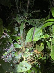 Pseudophasma unicolor