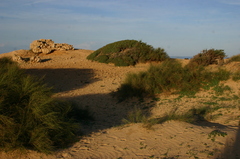 Retama raetam bovei