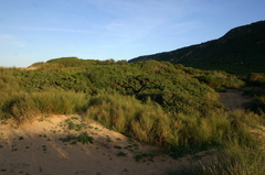 Retama raetam bovei