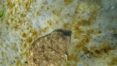 Lepidopsetta bilineata